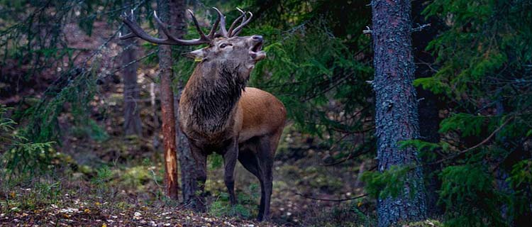 Eigenjagd kaufen – so geht´s