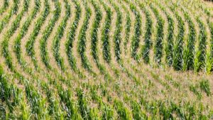 Landwirtschaftliche Fläche kaufen - Waldfürst