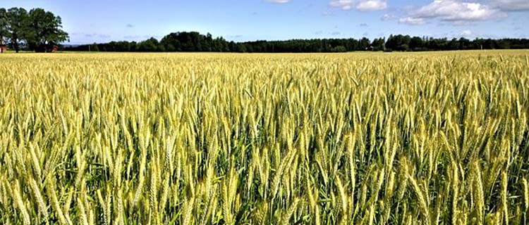 Landwirtschaftliche Fläche kaufen