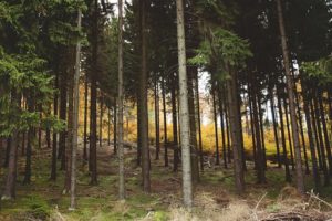 Wald kaufen - Waldfürst