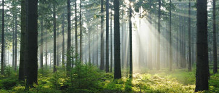 Wald kaufen – Warum?