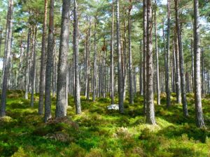 Waldgrundstück - Waldfürst