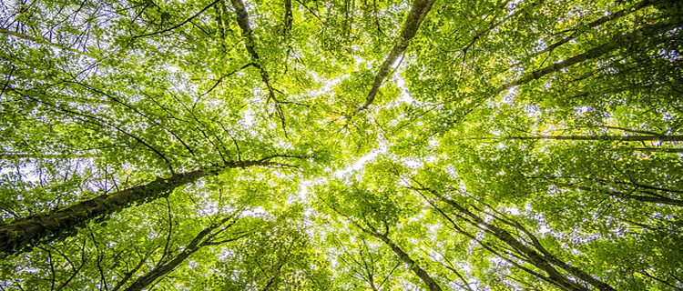 Waldgrundstück – Worauf ist zu achten?